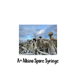 A+ Albino 10cc Spore Syringe - SS01