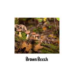 Brown Beech 10cc Liquid Culture Syringe Spore Genetics, Brown Beech, 10cc Liquid Culture Syringe, gourmet mushrooms, rich flavor, Brown Beech Mushrooms, culinary enthusiasts, cooking, premium, Brown Beech Mushroom Liquid Culture Syringe, gourmet mushroom world, Asian variety, beech trees, hardwoods, cultivating mushrooms, home cultivation, reliable, lab technicians, live culture syringe, mushroom cultivation, 10cc BD Luer-Lock Syringes, mycelium, alcohol swabs, colonization process, contamination prevention, consistent yields, healthier cultivation, faster colonization time, fruitful flushes,