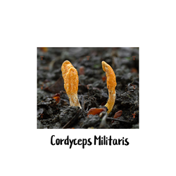 Cordyceps Militaris 10cc Liquid Culture Syringe - LC13