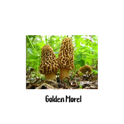 Golden Morel 10cc Liquid Culture Syringe Golden Morel, Morchella elata, Morel mushrooms, grow mycelium, liquid culture, nutrient-rich medium, increased yields, higher quality mushrooms, delicious mushrooms, easy to identify, difficult to find, fruit in spring, fruit in fall, planting, outdoor habitats, cold wet winters, shady area, hardwood tree, grain spawn, sawdust, pellets, coir, wood ashes, cover with straw, laboratory setting, spores, tissue, agar plates, growing substrates, efficient cultivation process.