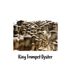 King Trumpet Oyster 10cc Liquid Culture Syringe 